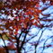 青紅