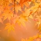 palmatum