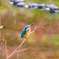 都会のカワセミ