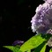 紫陽花