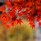 雨の日紅葉