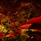 永観堂の紅葉_7