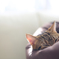 冬の日差しと猫の夢