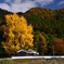 里山の大イチョウ