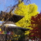 鑁阿寺の紅葉