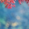 秋　彩　衣Ⅱ