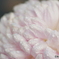 菊　1