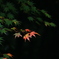 紅一点
