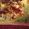 紅と黄色の絨毯