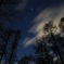 カラマツ林と星空