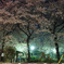 夜桜