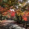 紅葉 2