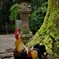 鎮守の森の主