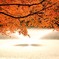 紅葉と噴水