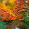 紅葉のリフレクション