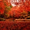 魅惑の紅葉
