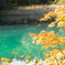 五色沼の紅葉[北塩原村]