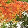 色々な紅葉