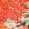 紅葉に夢中