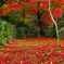 両足禅寺の紅葉
