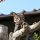 初木登り猫