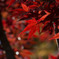 紅葉６