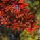 紅葉７