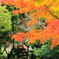 太山寺　紅葉