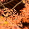 紅葉の1枚