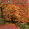 秋の紅葉寺