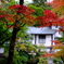 日光の紅葉