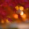 紅葉ライトアップ