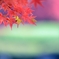 十二単　青紅葉