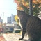 日向ぼっこ