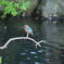 親水公園・カワセミ
