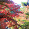 紅葉の彩