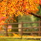 通りすがりの公園での紅葉