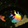 手水鉢の中の虹色
