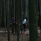 Bamboo groves