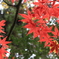 南禅寺　紅葉その2