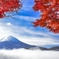 雲上の紅葉