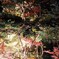 紅葉4