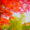 箱根の紅葉Ⅱ
