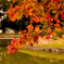 聖天池を飾る紅葉