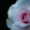 innocence