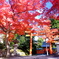 紅葉鳥居