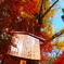 大町市霊松寺の銀杏