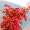 紅葉*