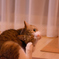 飼い猫　ウインク