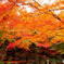 2016年、紅葉　勝尾寺　4